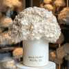 Forever Hydrangea Box – White Edition - Imaginary Worlds